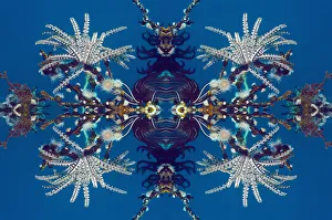Kaleidoscopic image of Feather stars (Crinoidea) and Gorgonian wrapper anemone Kaleidoscopic image of Feather stars (Crinoidea) and Gorgonian wrapper anemone