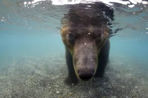 Kamchatcka brown bear (Ursus arctos beringianus) with face underwater whilst fishing Kamchatcka brown bear (Ursus arctos beringianus) with face underwater whilst fishing