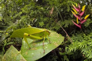 Katydid / Bush Cricket (Tettigoniidae) camouflaged amongst cloud forest understory vegetation Katydid / Bush Cricket (Tettigoniidae) camouflaged amongst cloud forest understory vegetation