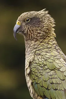 Kea (Nestor notabilis) portrait. The yellow at the top of the beak indicates that Kea (Nestor notabilis) portrait. The yellow at the top of the beak indicates that