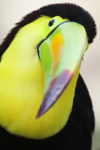 Keel billed toucan (Ramphastos sulfuratus), captive Keel billed toucan (Ramphastos sulfuratus), captive
