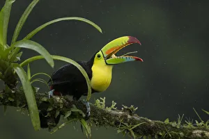 2019 may highlights/keel billed toucan ramphastos sulfuratus 2019 may highlights/keel billed toucan ramphastos sulfuratus