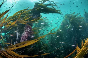 Kelp forest (Laminaria digitata) with small fish, Shetland, Scotland, UK, July Kelp forest (Laminaria digitata) with small fish, Shetland, Scotland, UK, July