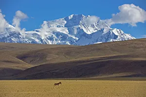 Kiang (Equus kiang) near Mount Shishapangma, Mt Qomolangma National Park, Qinghai Tibet Plateau Kiang (Equus kiang) near Mount Shishapangma, Mt Qomolangma National Park, Qinghai Tibet Plateau