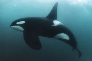 Killer whale / Orca (Orcinus orca) mature male, swimming underwater. Hamn, Senja, Norway Killer whale / Orca (Orcinus orca) mature male, swimming underwater. Hamn, Senja, Norway