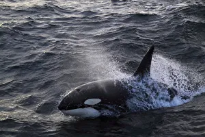 Killer whale (Orcinus orca) breaking surface. North Sea Killer whale (Orcinus orca) breaking surface. North Sea