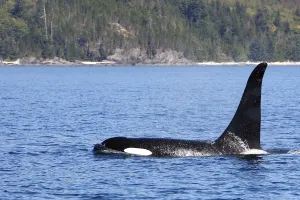 Killer whale (Orcinus orca) at surface,Johnstone strait, British Columbia, Canada Killer whale (Orcinus orca) at surface,Johnstone strait, British Columbia, Canada