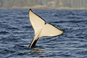 Killer whale (Orcinus orca) tail slapping at sunset, transient race, Vancouver Island Killer whale (Orcinus orca) tail slapping at sunset, transient race, Vancouver Island
