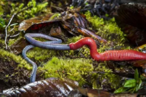 Kinabalu giant red leech (Mimobdella buettikoferi) feeding on Kinabalu giant earthworm Kinabalu giant red leech (Mimobdella buettikoferi) feeding on Kinabalu giant earthworm