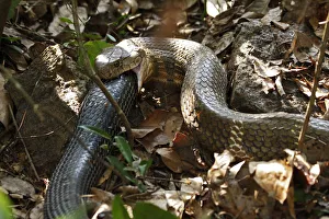 King cobra (Ophiophagus hannah) cannibalism, male swallowing female on forest floor King cobra (Ophiophagus hannah) cannibalism, male swallowing female on forest floor