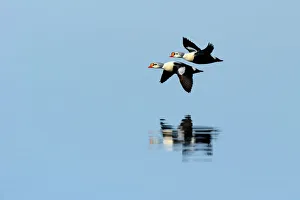 King Eider (Somateria spectabilis) flying low over water. Floe edge, Arctic Bay, Nunavut King Eider (Somateria spectabilis) flying low over water. Floe edge, Arctic Bay, Nunavut