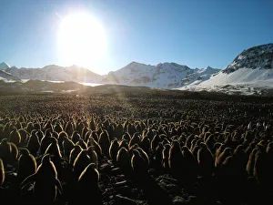 King penguin (Aptenodytes patagonicus) chicks in mass breeding colony, St Andrews Bay King penguin (Aptenodytes patagonicus) chicks in mass breeding colony, St Andrews Bay