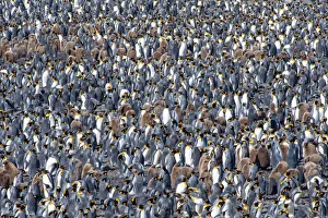 King penguin (Aptenodytes patagonicus) breeding colony, Salisbury Plain, South Georgia King penguin (Aptenodytes patagonicus) breeding colony, Salisbury Plain, South Georgia