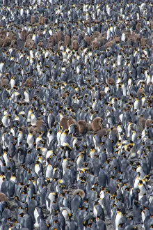 King penguin (Aptenodytes patagonicus) breeding colony, Salisbury Plain, South Georgia King penguin (Aptenodytes patagonicus) breeding colony, Salisbury Plain, South Georgia