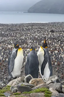 King Penguin (Aptenodytes patagonicus) colony at Salisbury Plain, South Georgia King Penguin (Aptenodytes patagonicus) colony at Salisbury Plain, South Georgia
