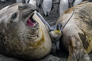 King penguin (Aptenodytes patagonicus) caught between two huge Southern elephant seals (Mirounga leonina) Gold Harbour King penguin (Aptenodytes patagonicus) caught between two huge Southern elephant seals (Mirounga leonina) Gold Harbour
