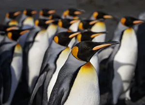 King penguin (Aptenodytes patagonicus) colony. Right Whale Bay, South Georgia. September King penguin (Aptenodytes patagonicus) colony. Right Whale Bay, South Georgia. September