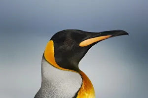 King penguin {Aptenodytes patagonicus} head profile, Falkland Islands King penguin {Aptenodytes patagonicus} head profile, Falkland Islands