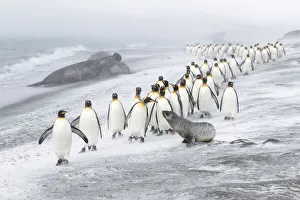 King Penguins (Aptenodytes patagonicus) approached by an Antarctic Fur Seal King Penguins (Aptenodytes patagonicus) approached by an Antarctic Fur Seal