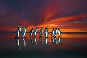 Aquatics/penguins/king penguins aptenodytes patagonicus sunrise Aquatics/penguins/king penguins aptenodytes patagonicus sunrise