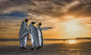 King penguins (Aptenodytes patagonicus) at sunrise King penguins (Aptenodytes patagonicus) at sunrise