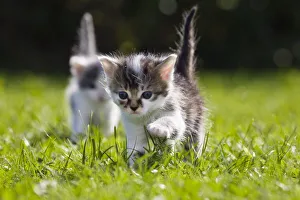 Kittens exploring garden lawn, Germany Kittens exploring garden lawn, Germany