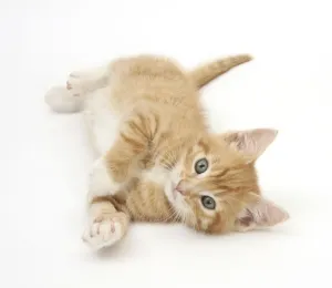 Vertebrate Animal Photography Prints: Ginger kitten rolling on his back