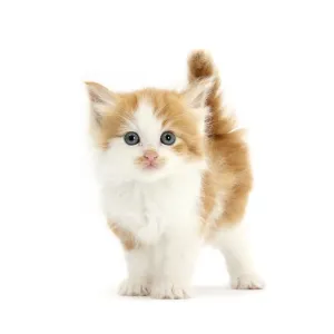 Ginger and White Kitten Print