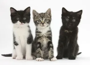 Black and White Kitten Print