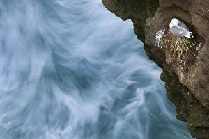 Kittiwake (Rissa tridactyla) on nest built on cliff, with long exposure of sea below Kittiwake (Rissa tridactyla) on nest built on cliff, with long exposure of sea below