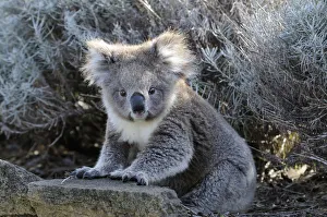Koala (Phascolarctos cinereus) juvenile, sitting on the ground, Otway National Park Koala (Phascolarctos cinereus) juvenile, sitting on the ground, Otway National Park