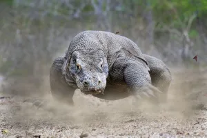 Komodo dragon (Varanus komodoensis) male running. Rinca Island, Komodo National Park Komodo dragon (Varanus komodoensis) male running. Rinca Island, Komodo National Park