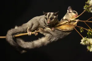 Kreffts gliders (Petarus notatus) two in Eucalypt (Myrtaceae Kreffts gliders (Petarus notatus) two in Eucalypt (Myrtaceae