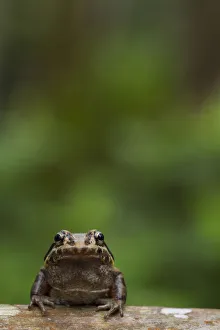 Labiated jungle frog (Leptodactylus labrosus) portrait, Canande, Esmeraldas, Ecuador Labiated jungle frog (Leptodactylus labrosus) portrait, Canande, Esmeraldas, Ecuador