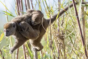 Lac Alaotra bamboo lemur (Hapalemur alaotrensis), carrying young, Lake Alaotra, Madagascar Lac Alaotra bamboo lemur (Hapalemur alaotrensis), carrying young, Lake Alaotra, Madagascar