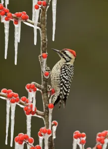 Ladder-backed Woodpecker (Picoides scalaris), adult male perched on icy branch of Possum Haw Holly Ladder-backed Woodpecker (Picoides scalaris), adult male perched on icy branch of Possum Haw Holly
