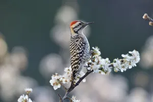 Ladder-backed woodpecker (Picoides scalaris) male perched on blossoming Mexican plum (Prunus mexicana) Ladder-backed woodpecker (Picoides scalaris) male perched on blossoming Mexican plum (Prunus mexicana)