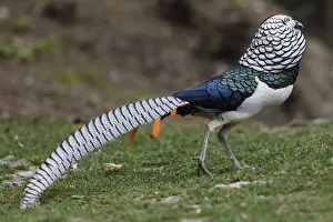 Lady Amhersts pheasant (Chrysolophus amherstiae) Kanding, Sichuan, China Lady Amhersts pheasant (Chrysolophus amherstiae) Kanding, Sichuan, China