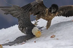 Lammergeier / Bearded vulture (Gypaetus barbatos) adult and juvenile squabbling over food in snow Lammergeier / Bearded vulture (Gypaetus barbatos) adult and juvenile squabbling over food in snow