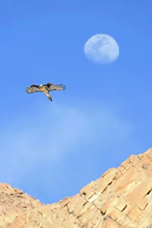Lammergeier / Bearded vulture (Gypaetus barbatus) in flight with the out-of-focus moon Lammergeier / Bearded vulture (Gypaetus barbatus) in flight with the out-of-focus moon