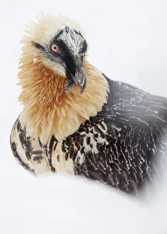 Lammergeier (Gypaetus barbatus) close up portrait, Spain, November Lammergeier (Gypaetus barbatus) close up portrait, Spain, November