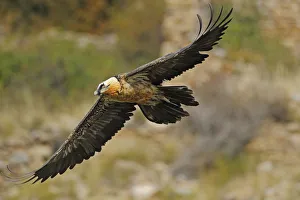 Lammergeier (Gypaetus barbatus) in flight, Serra de Beumort, Gerri de la Sal, Catalonia Lammergeier (Gypaetus barbatus) in flight, Serra de Beumort, Gerri de la Sal, Catalonia