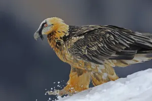 Lammergeier (Gypaetus barbatus) walking over snow, Cebollar, Torla, Aragon, Spain Lammergeier (Gypaetus barbatus) walking over snow, Cebollar, Torla, Aragon, Spain
