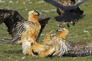 Two Lammergeiers (Gypaetus barbatus) fighting, Serra de Beumort, Gerri de la Sal Two Lammergeiers (Gypaetus barbatus) fighting, Serra de Beumort, Gerri de la Sal