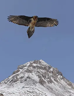Lammergier {Gypaetus barbatus} soaring over the Himalayas, northern India Lammergier {Gypaetus barbatus} soaring over the Himalayas, northern India