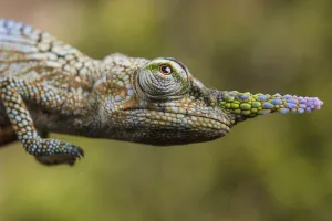 Lance-nosed chameleon (Calumma gallus), Andasibe-Mantadia National Park. Madagascar Lance-nosed chameleon (Calumma gallus), Andasibe-Mantadia National Park. Madagascar