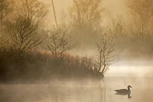 Landscape of a fen at dawn withCanada goose (Branta canadensis) Landscape of a fen at dawn withCanada goose (Branta canadensis)