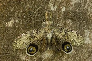 Lantern Fly / Machaca (Fulgora lampetis) displaying eye-spots, used to startle potential predators Lantern Fly / Machaca (Fulgora lampetis) displaying eye-spots, used to startle potential predators