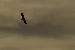 Lapwing (Vanellus vanellus) in flight, silhouetted at dusk, North Uist, Western Isles Lapwing (Vanellus vanellus) in flight, silhouetted at dusk, North Uist, Western Isles