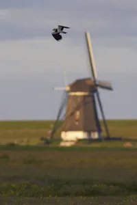 Lapwing (Vanellus vanellus) flying past windmill, Texel, Netherlands, May 2009 Lapwing (Vanellus vanellus) flying past windmill, Texel, Netherlands, May 2009
